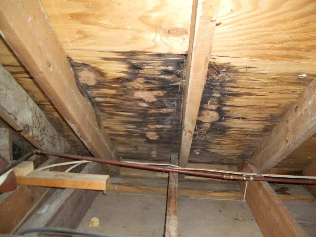 Roofing Repairs And Roof Leak Mold On Plywood